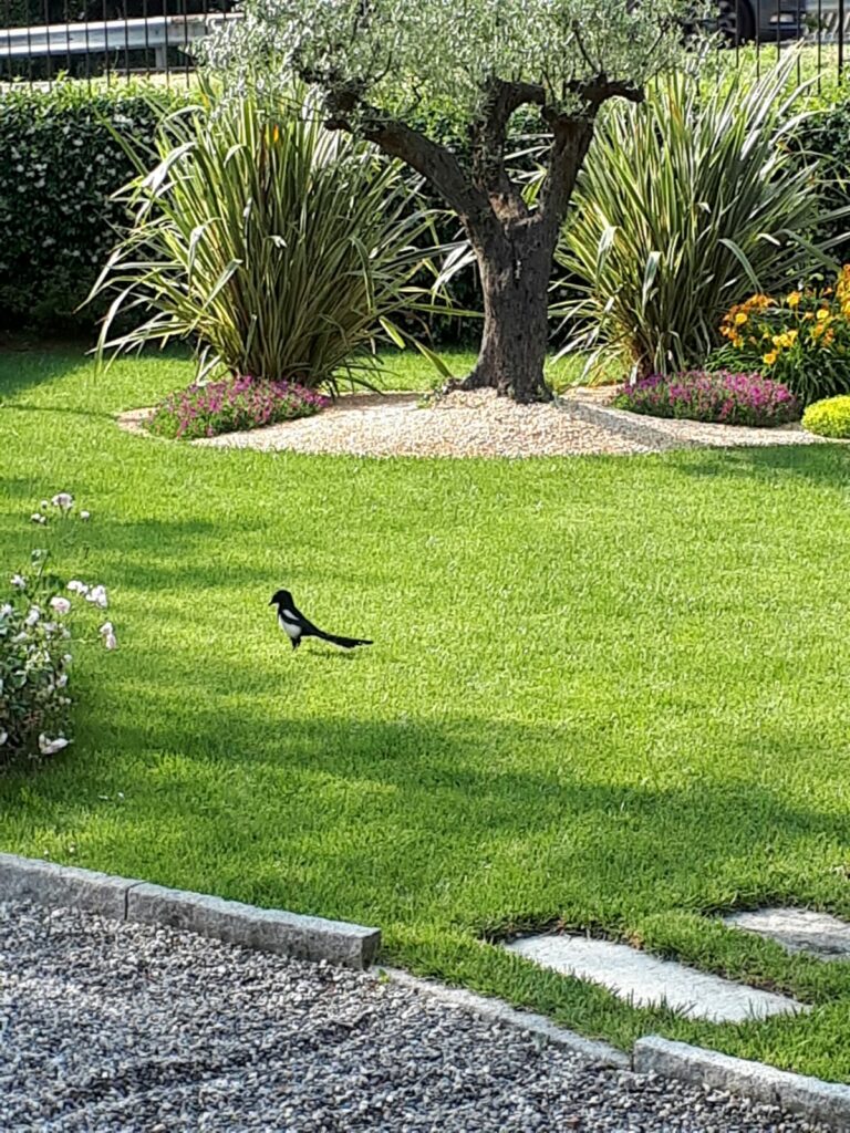 costruzionemanutenzionegiardini (36)